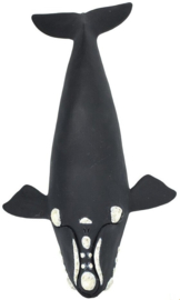 Noordkaper   S204229