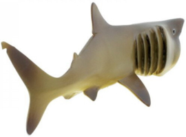 Reuzenhaai   S223429