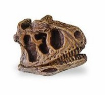 Carnotaurus skull  mini