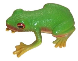 Red-Eyed Green Tree Frog - S&N