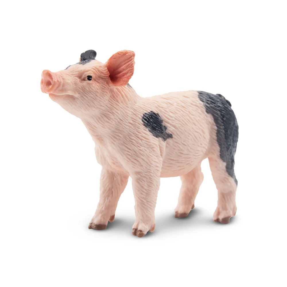 Pietrain Piglet  Toymany