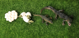 Alligator lifecycle