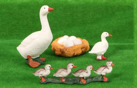 Goose lifcycle