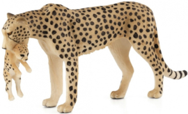 Cheetah with cub  Mojö 387167