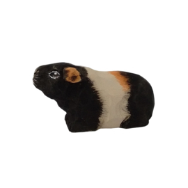 Cavia  Wudimals