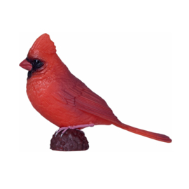 Rode kardinaal  Mojo