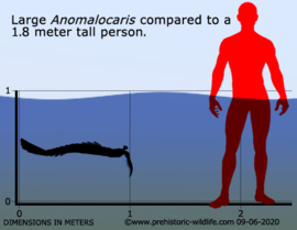 Anomalocaris  (Cambrium)