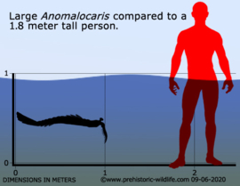 Anomalocaris