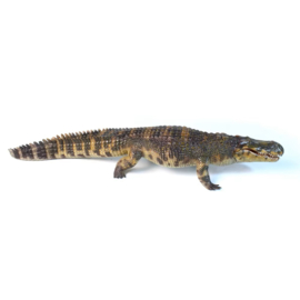 Purussaurus  LuMingXing  Haolonggood