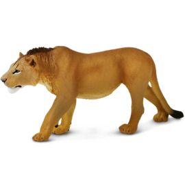 Lion male Safari 104992