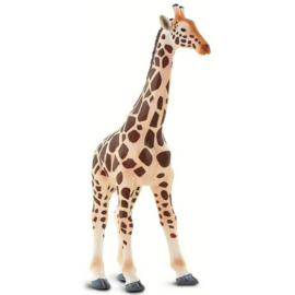 Giraffe  S268429