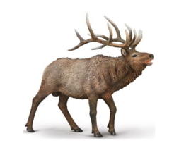 CollectA 80021 - Wapiti (Elk)