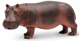 Hippopotamus  S270429