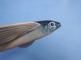Flying fish xl