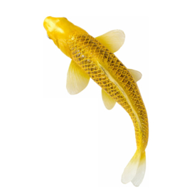 Koi carp Kin Mtsuba Mojö 381105  june  2025