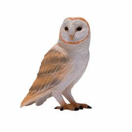 Barnowl  Mojo 381054