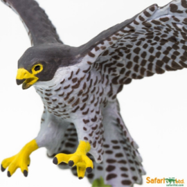 Peregrine Falcon   S100094