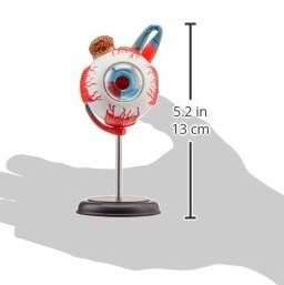 Eyeball 4D Vision anatomisch model