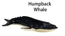 Humpback  mini