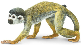 Squirrel monkey  S269829