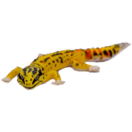 P05 Luipaardgecko gekko