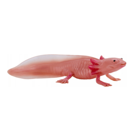 Axolotl   Mojö 381108 -    june 2025