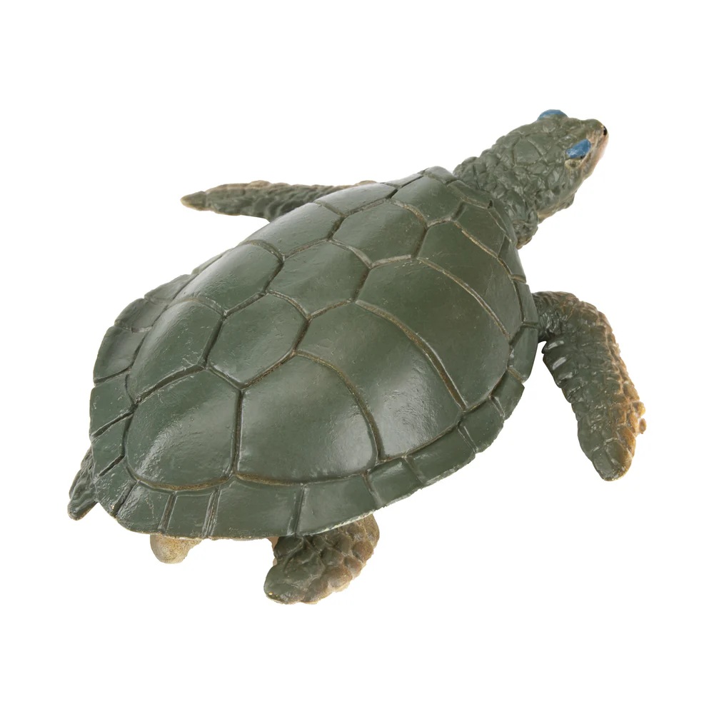 Australian flatback sea turtle  Toymany