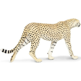 Cheetah   XXL   S112889