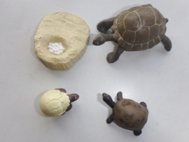 Landschildpad  lifecycle type 2