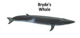 Bryde's whale mini