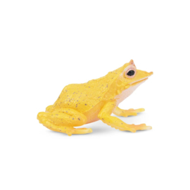 Solomon Island leaf frog  Toymany