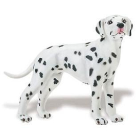 Dalmatier  S239529