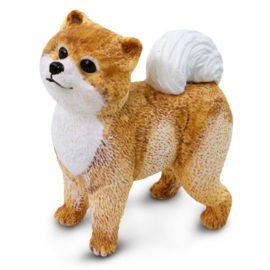 Pomeranian   S100711