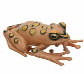 Argus reed frog  Colorata