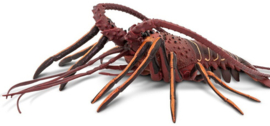 Spiny Lobster S100076