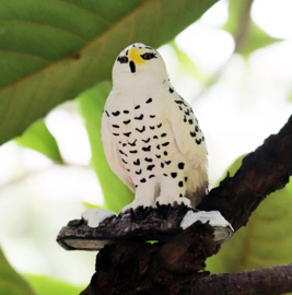 Snow owl on trunk