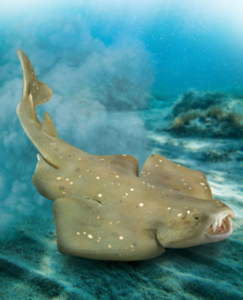 Angelshark CollectA 88999