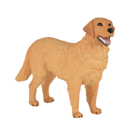 Golden Retriever - Mojo 387198