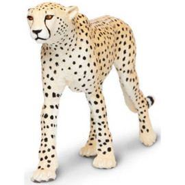 Cheetah   XXL   S112889