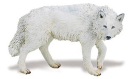 Witte wolf  S220029