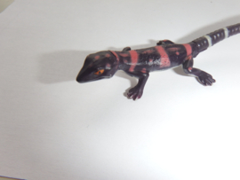 029 Kuroiwa's ground gecko Goniurosaurus kuroiwae