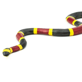 Coral Snake S 257429