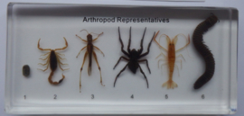 Arthropods