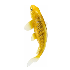 Koi carp Kin Mtsuba Mojö 381105  june  2025