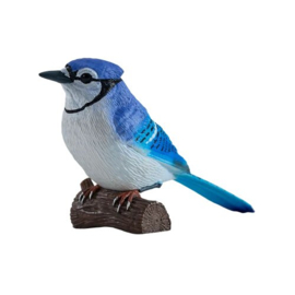 Blue jay  blauwe gaai  Mojo 381145