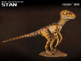 Velociraptor baby  Stan    Rebor