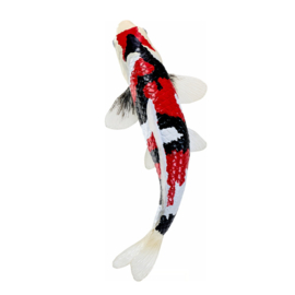 Koi karper Showa Sanshoku Mojö 381103