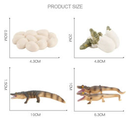 Krododil  levenscyclus