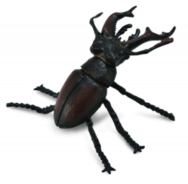 European Stag Beetle    Collecta