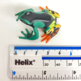 Painted mantella  Colorata